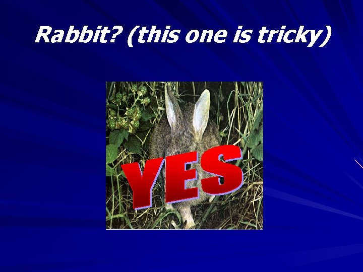 Rabbit? (this one is tricky) 