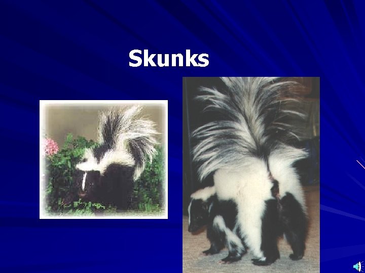 Skunks 