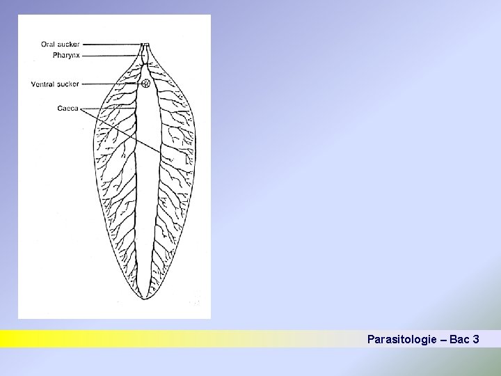 Parasitologie – Bac 3 