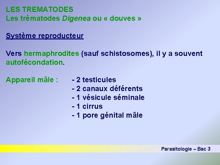 LES TREMATODES Les trématodes Digenea ou « douves » Système reproducteur Vers hermaphrodites (sauf