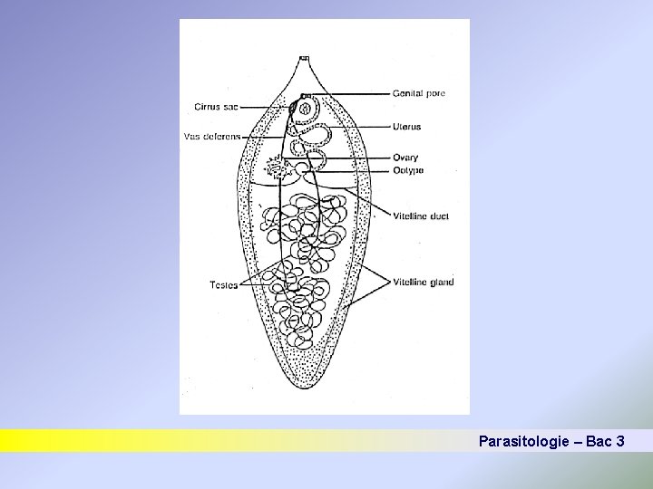 Parasitologie – Bac 3 