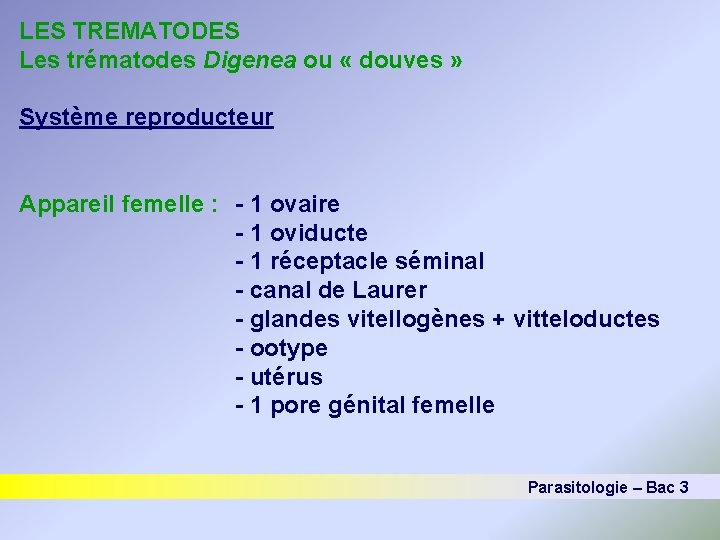 LES TREMATODES Les trématodes Digenea ou « douves » Système reproducteur Appareil femelle :