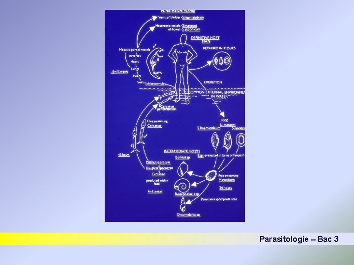 Parasitologie – Bac 3 