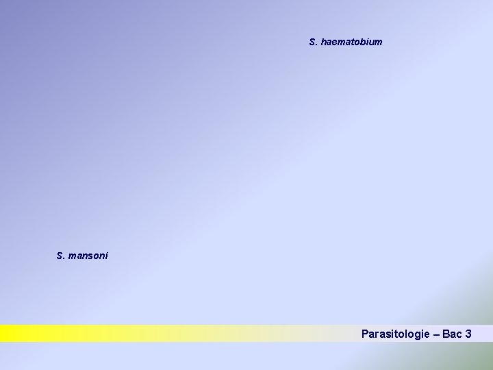 S. haematobium S. mansoni Parasitologie – Bac 3 