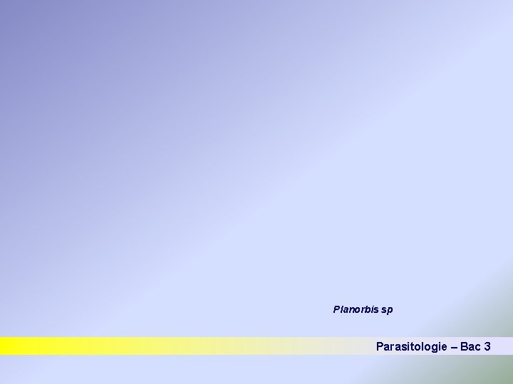 Planorbis sp Parasitologie – Bac 3 