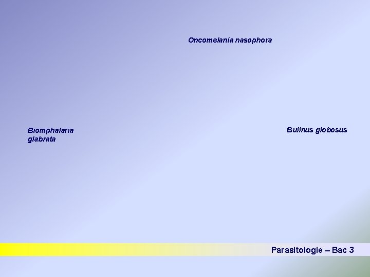 Oncomelania nasophora Biomphalaria glabrata Bulinus globosus Parasitologie – Bac 3 