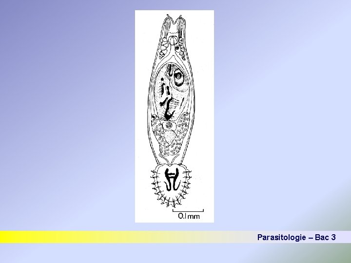 Parasitologie – Bac 3 