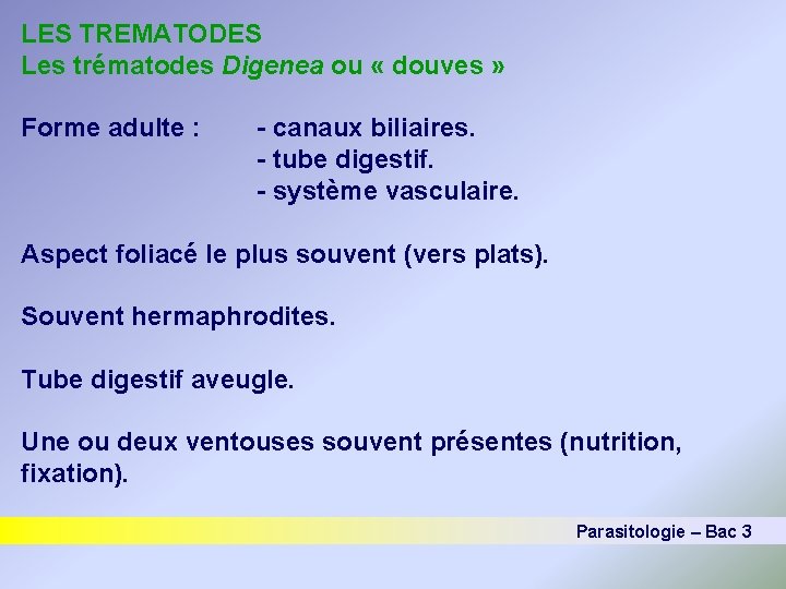 LES TREMATODES Les trématodes Digenea ou « douves » Forme adulte : - canaux