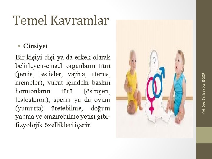 Temel Kavramlar Bir kişiyi dişi ya da erkek olarak belirleyen-cinsel organların türü (penis, testisler,