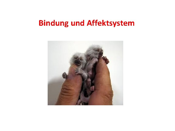 Bindung und Affektsystem 