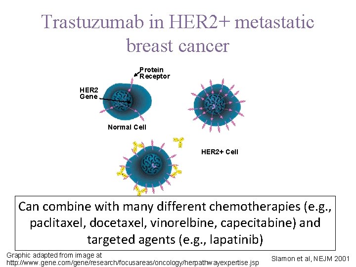Trastuzumab in HER 2+ metastatic breast cancer Protein Receptor HER 2 Gene Normal Cell