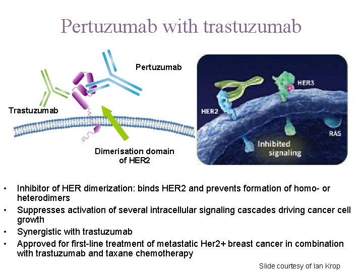 Pertuzumab with trastuzumab HER 2 receptor Pertuzumab Trastuzumab Dimerisation domain of HER 2 •