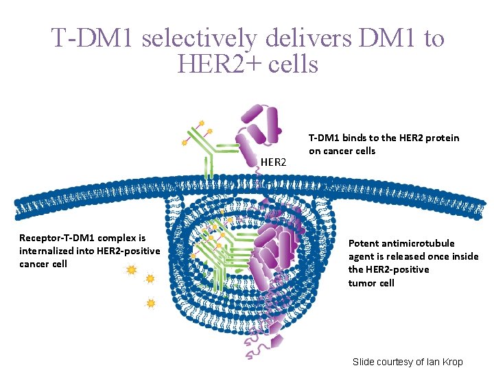 T-DM 1 selectively delivers DM 1 to HER 2+ cells HER 2 Receptor-T-DM 1