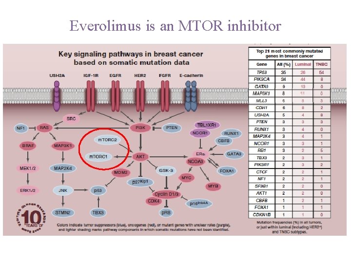 Everolimus is an MTOR inhibitor 