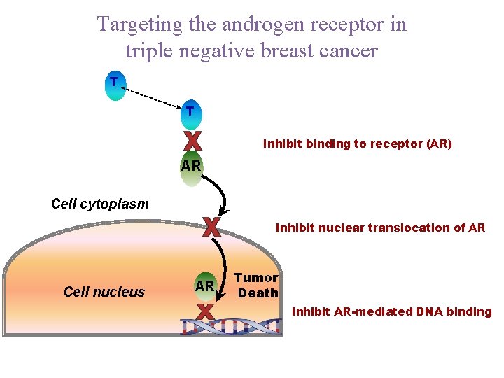 Targeting the androgen receptor in triple negative breast cancer T T Inhibit binding to