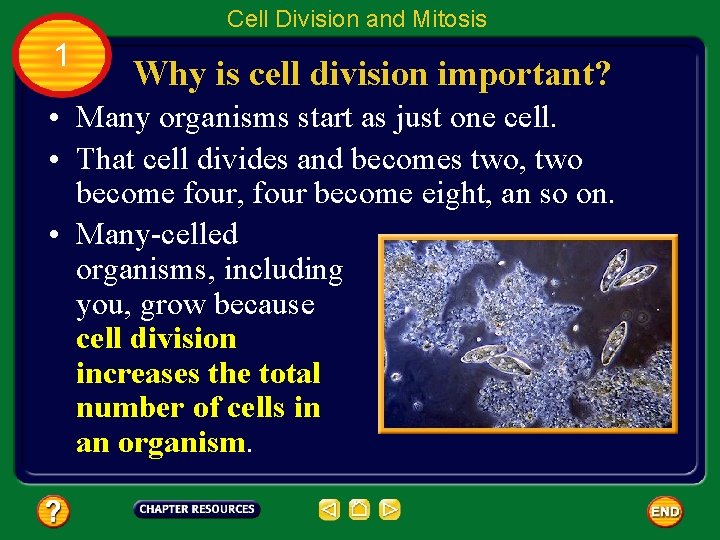 Table of Contents Chapter 4 Cell Reproduction Section