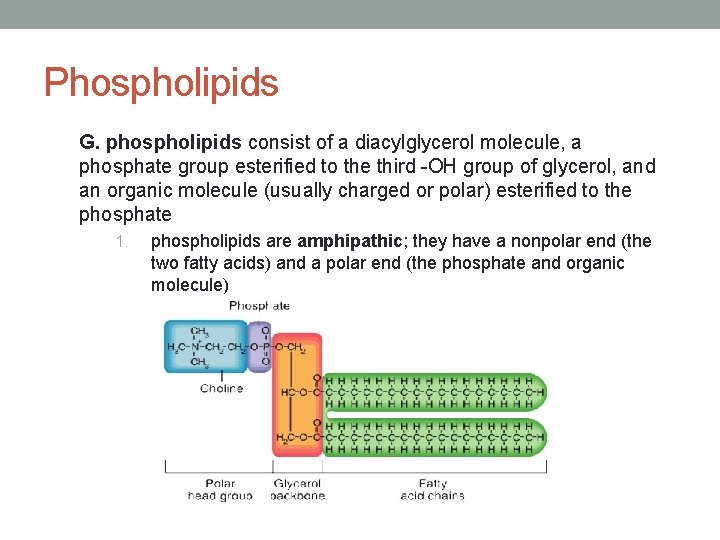 Phospholipids G. phospholipids consist of a diacylglycerol molecule, a phosphate group esterified to the Phospholipids G. phospholipids consist of a diacylglycerol molecule, a phosphate group esterified to the