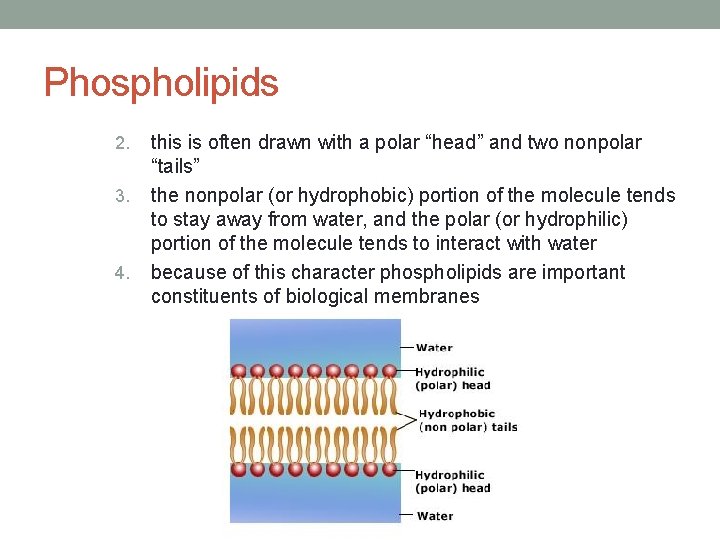 Phospholipids 2. 3. 4. this is often drawn with a polar “head” and two Phospholipids 2. 3. 4. this is often drawn with a polar “head” and two