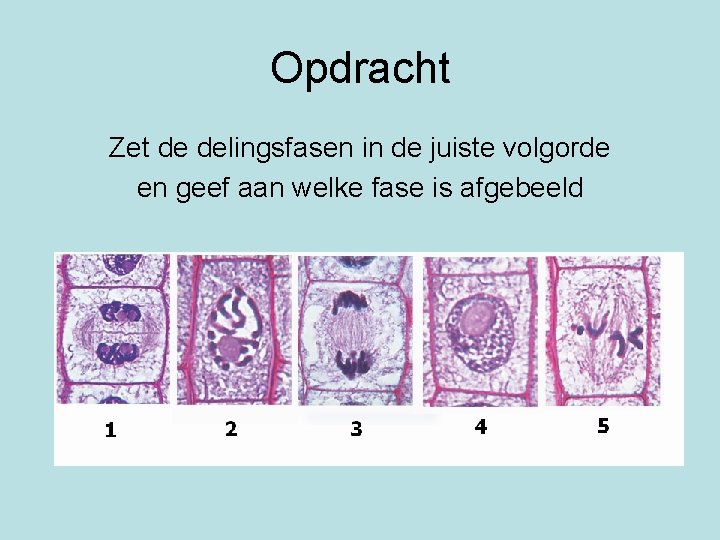 Opdracht Zet de delingsfasen in de juiste volgorde en geef aan welke fase is