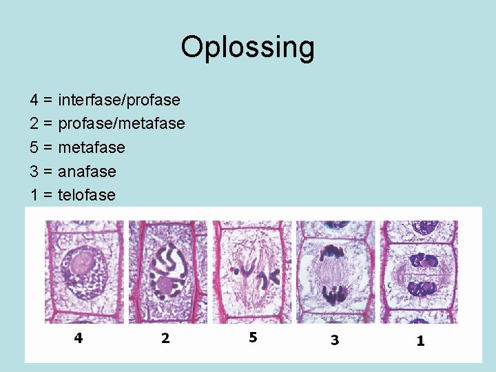 Oplossing 4 = interfase/profase 2 = profase/metafase 5 = metafase 3 = anafase 1