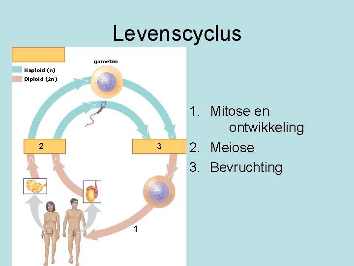 Levenscyclus gameten Haploid (n) Diploid (2 n) 2 3 1 1. Mitose en ontwikkeling