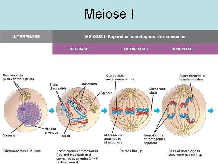 Meiose I 