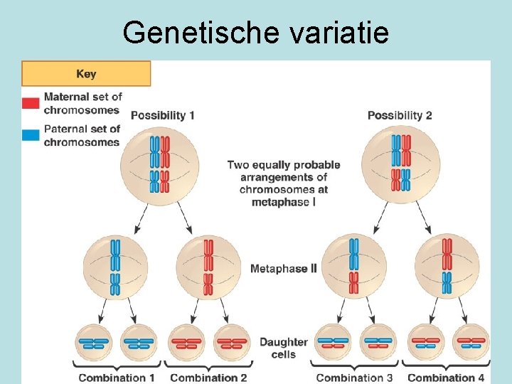 Genetische variatie 