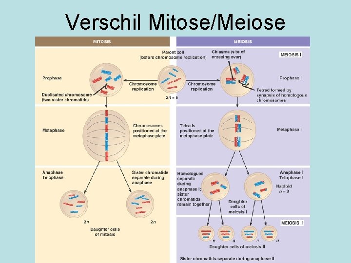 Verschil Mitose/Meiose 