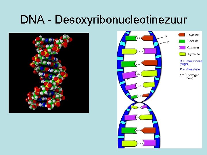 DNA - Desoxyribonucleotinezuur 