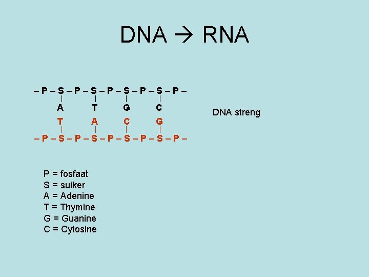 DNA RNA –P–S–P–S–P– A T G C T A C G –P–S–P–S–P– P =