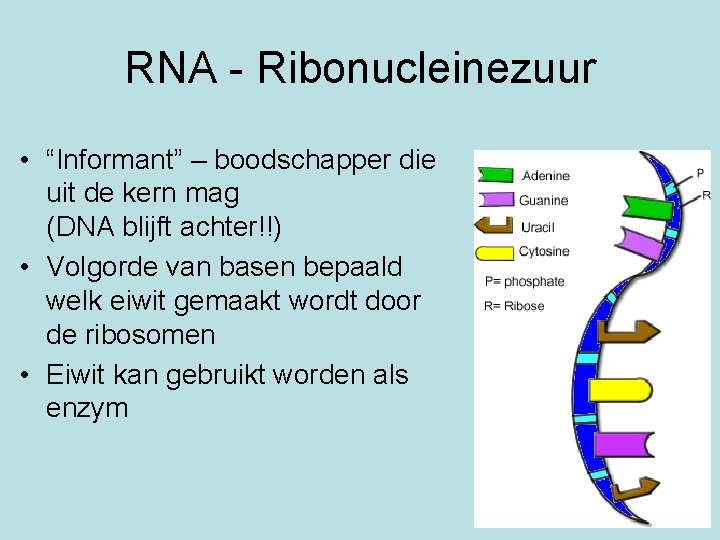 RNA - Ribonucleinezuur • “Informant” – boodschapper die uit de kern mag (DNA blijft