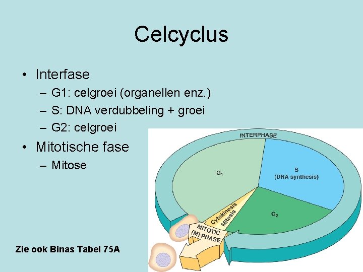 Celcyclus • Interfase – G 1: celgroei (organellen enz. ) – S: DNA verdubbeling