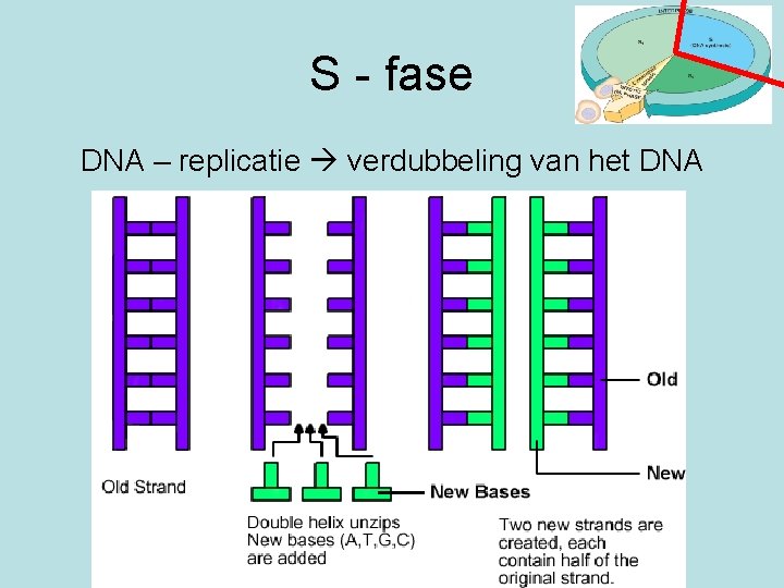 S - fase DNA – replicatie verdubbeling van het DNA 