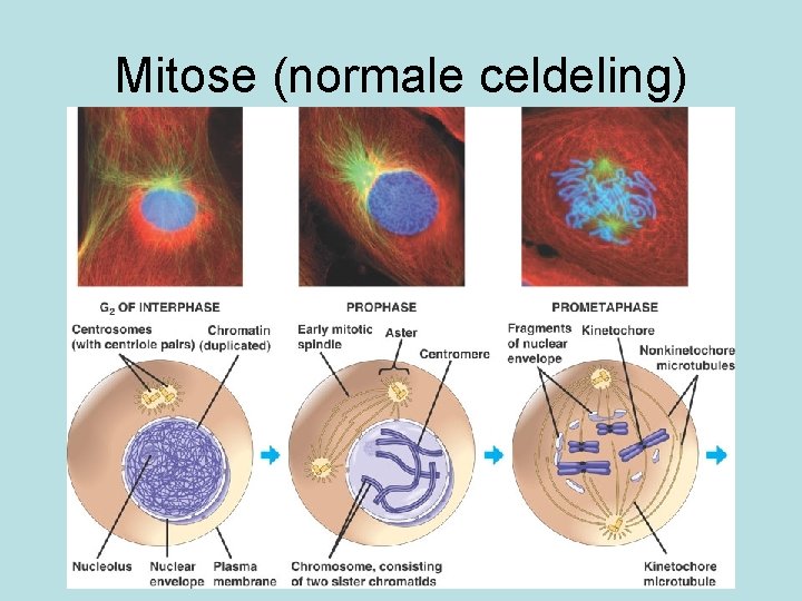 Mitose (normale celdeling) 