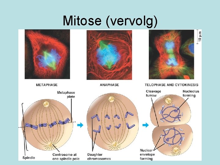 Mitose (vervolg) 