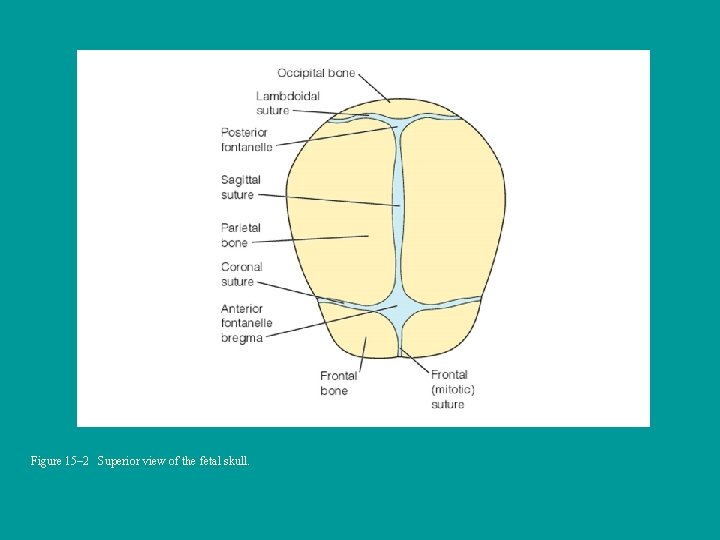 Figure 15– 2 Superior view of the fetal skull. 