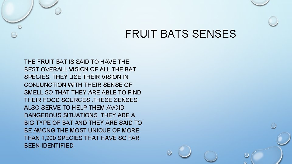 FRUIT BATS SENSES THE FRUIT BAT IS SAID TO HAVE THE BEST OVERALL VISION