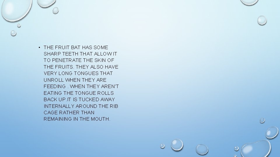  • THE FRUIT BAT HAS SOME SHARP TEETH THAT ALLOW IT TO PENETRATE