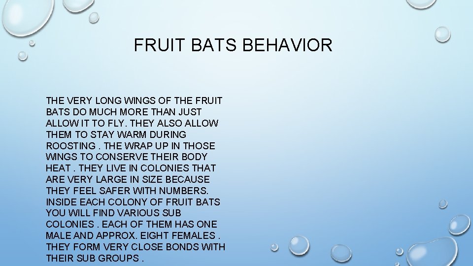 FRUIT BATS BEHAVIOR THE VERY LONG WINGS OF THE FRUIT BATS DO MUCH MORE