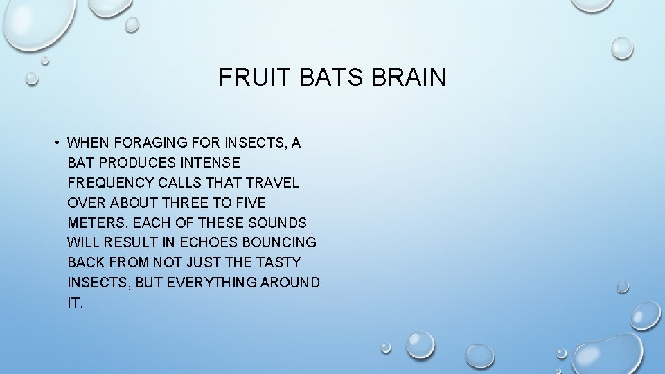 FRUIT BATS BRAIN • WHEN FORAGING FOR INSECTS, A BAT PRODUCES INTENSE FREQUENCY CALLS