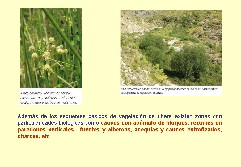 Además de los esquemas básicos de vegetación de ribera existen zonas con particularidades biológicas