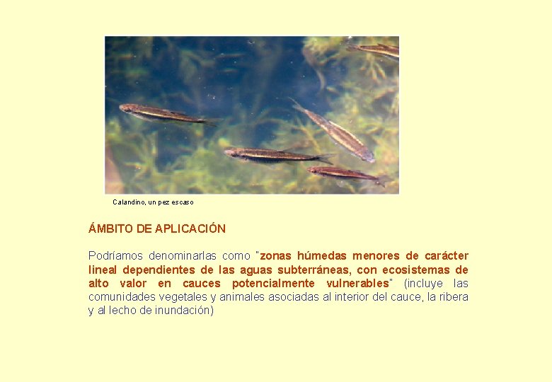 Calandino, un pez escaso ÁMBITO DE APLICACIÓN Podríamos denominarlas como ”zonas húmedas menores de