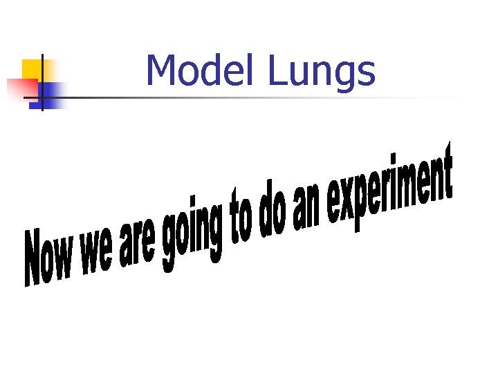 Model Lungs 