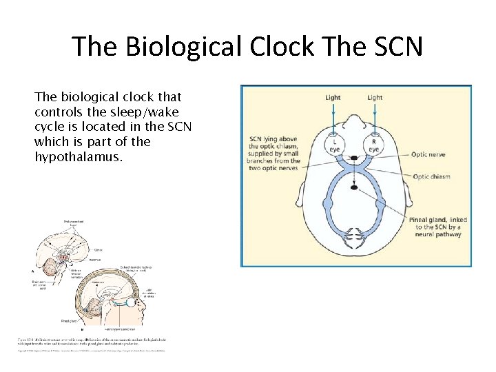 The Biological Clock The SCN The biological clock that controls the sleep/wake cycle is