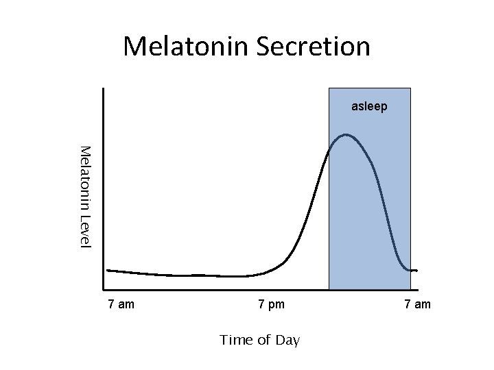Melatonin Secretion asleep Melatonin Level 7 am 7 pm Time of Day 7 am
