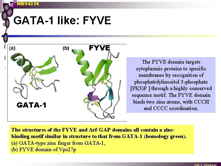 MBV 4230 GATA-1 like: FYVE GATA-1 The FYVE domain targets cytoplasmic proteins to specific