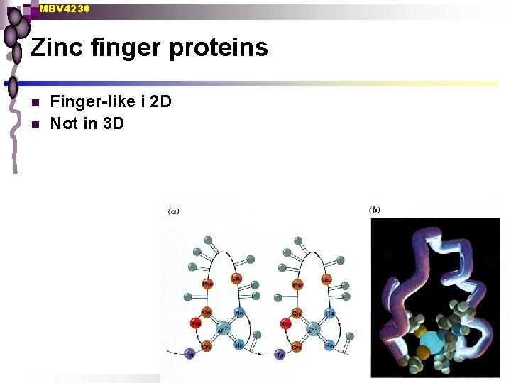 MBV 4230 Zinc finger proteins n n Finger-like i 2 D Not in 3