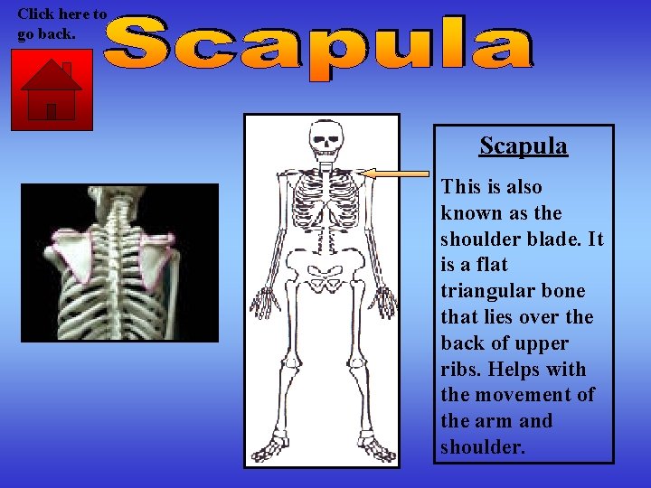 Click here to go back. Scapula This is also known as the shoulder blade.