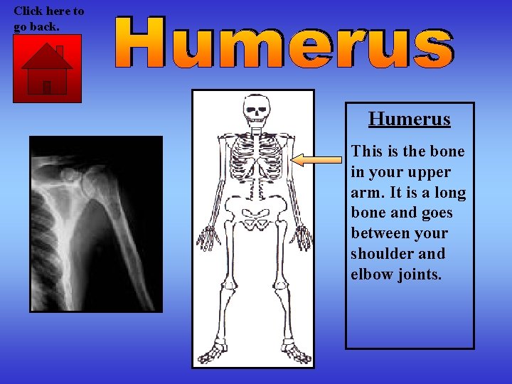 Click here to go back. Humerus This is the bone in your upper arm.