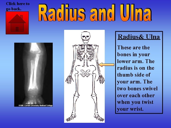 Click here to go back. Radius& Ulna These are the bones in your lower